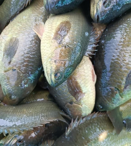 Cá Rô Kho Tộ (900GR) 220